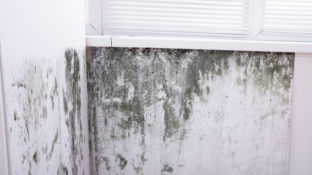 Managing Your Mold Contamination Claim